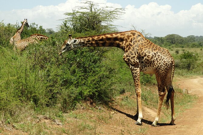 Kenya Wildlife Safari